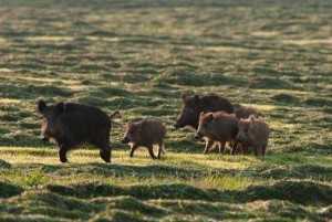 Caccia agli ungulati in Molise